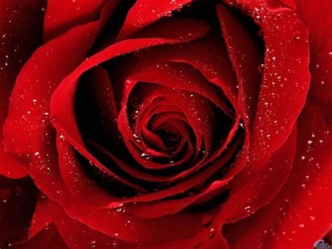 Free Download Rose Flowers Pictures Download Red Rose Screensaver