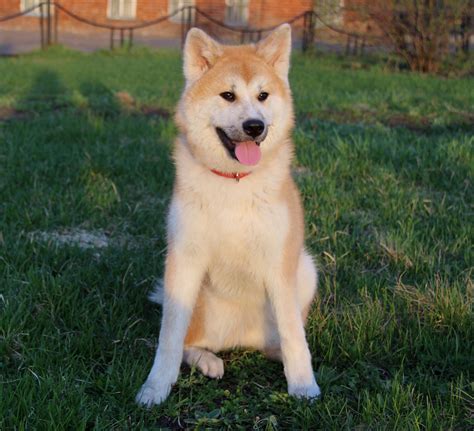 Hokkaido Dog Breed Pictures Characteristics And Facts