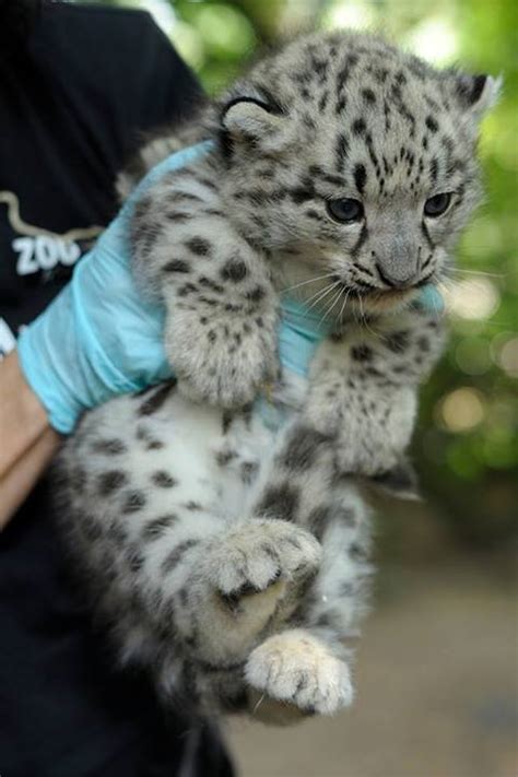 Zoo Krefeld Shows Off Its Snow Leopard Cub Zooborns