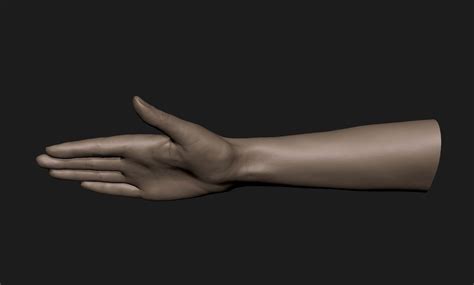 Realistic Female Hand Sculpt 10 3d Model Cgtrader