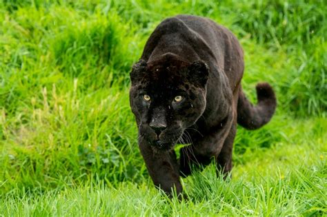 10 Amazing Jaguar Facts Facts About Jaguars Discover Wildlife