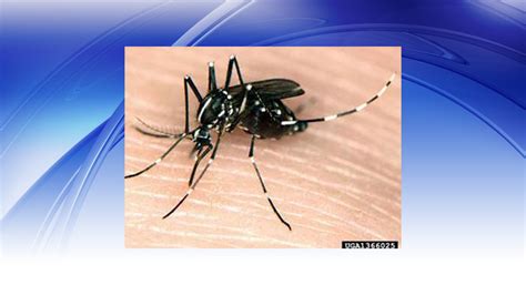 Move Over Murder Hornets Here Comes The Asian Tiger Mosquito Wlns 6