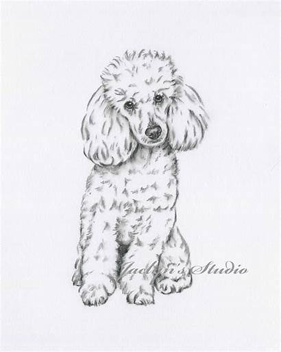 Poodle Drawing Dog Sketch Poodles Draw Drawings