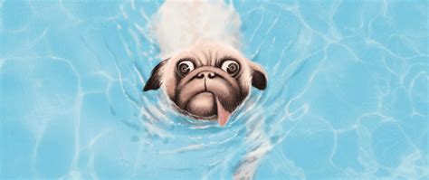 Download Wallpaper 2560x1080 Bulldog Dog Tongue Protruding Water