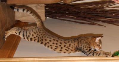 Savannah Designations - Select Exotics - Savannah Cats