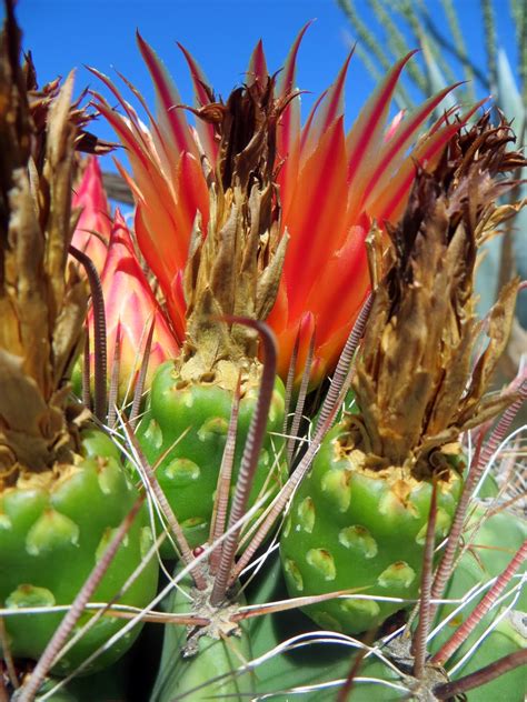 Evolution appears to have been more complex than would be expected: The Daily Rant: Wildly Fierce Candy Cactus