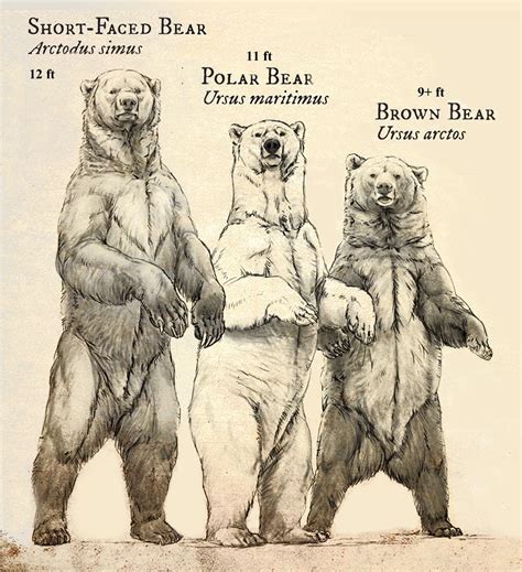 Relative Sizes Of The Extinct Short Faced Bear Polar Bear And Brown