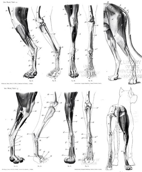 Back leg | Dog anatomy, Horse anatomy, Fox anatomy