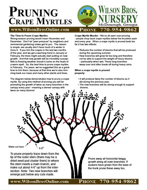 How To Prune A Crape Myrtle