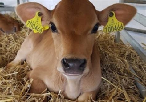 Jersey cow canvas print by jane bannon. Jersey Calves