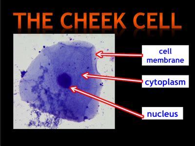 Animal cells and plant cells can form tissues, such as muscle tissue in animals. Onion and Cheek Cells - Y7 Science