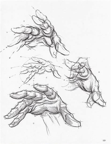 Hand Anatomy Drawing at GetDrawings | Free download