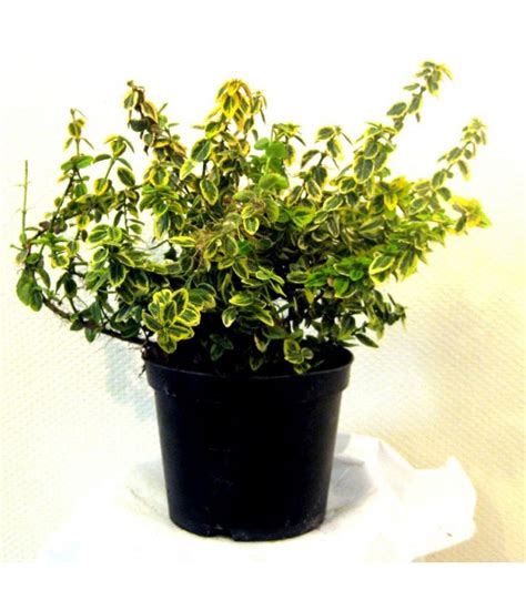 Looking for a good deal on emerald gold? EUONYMUS fortunei Emerald'n Gold / FUSAIN EMERALD GOLD