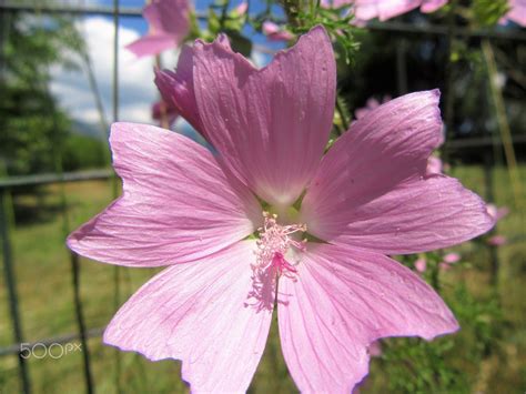 (clark) creamer on 18 february 1935. Pet latica - null | Flower photos, Flowers, Plants