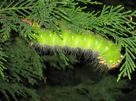 We did not find results for: imperial moth caterpillar 1 | Walter Reeves: The Georgia ...
