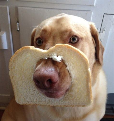 Puppy Bread