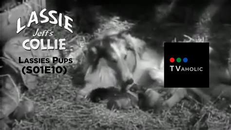 lassie s01e10 lassies pups 1954 youtube