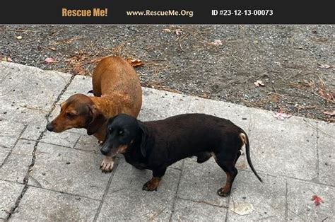 adopt 23121300073 ~ dachshund rescue ~ virginia beach va