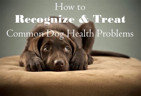 How To Recognize And Treat Common Dog Health Problems Vetopia