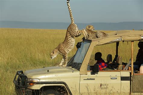 Samburu And Masai Mara Safari Kenya Wildlife Holiday Africa Trip Idea Wildlife Worldwide