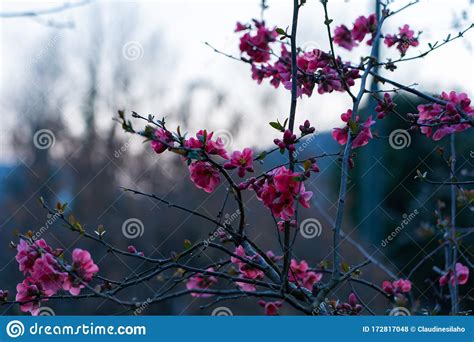 Pink Flowers Of A Quince On A Branch With Thorns In The Foreground In