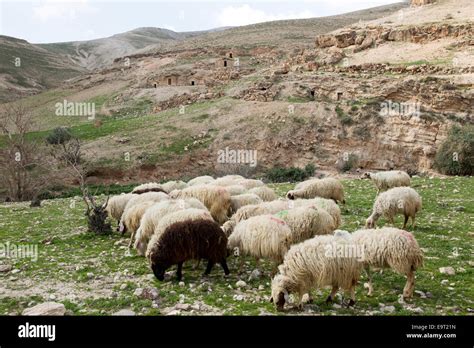 Sheep On Pasture In Israeli Mountains In Spring Stock Photo Alamy
