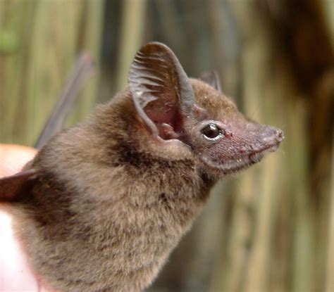 African Sheath Tailed Bat Bats Of Ivory Coast · Inaturalist