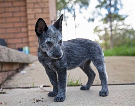 The puppies need to meet as many different adults and children as you can manage. 7 week old Blue Heeler Australian Cattle dog : aww