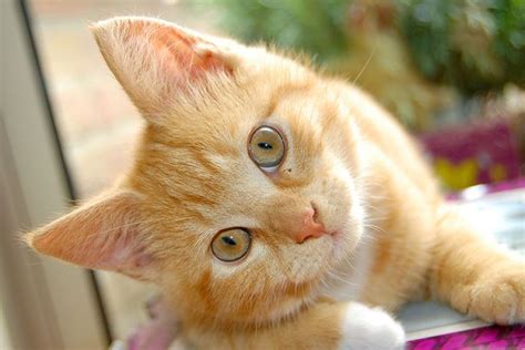 If your cat has digested chocolate, they may show the following signs orange cats with yellow eyes black cat blue eyes breed can ...