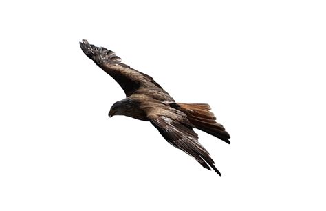 Ini foto tentang elang emas, terbang, terbang burung. Terkeren 17+ Gambar Elang Png - Sugriwa Gambar