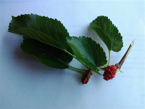 Joe Thackers Forest And Rail Blog Tree Identification 5 Red Mulberry