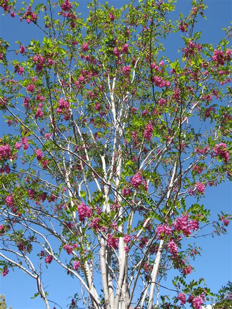 Described as thornless, but it's been said that some specimens develop thorns. purple robe | robinia pseudoacacia, purple robe, black ...