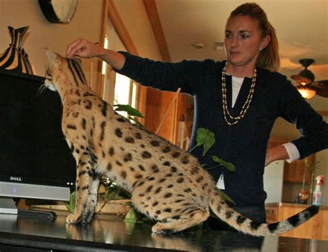 F2 savannah cat motzie, a famous cat, with leonie and andreas stucki. F2 Savannah Cat Price & Pictures | F2 Serval Queen ...