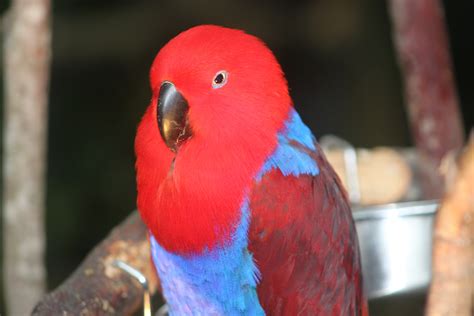 Free Images Nature Bird Red Beak Fauna Lorikeet Lovebird Macaw