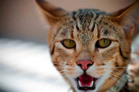 ashera cat cat breeds informations full  cats
