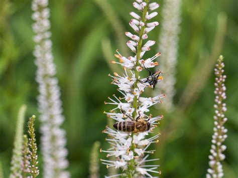 Der boden sollte nährstoffreich sein und über ausreichend feuchtigkeit verfügen. Kandelaberehrenpreis 'Diana' - Veronicastrum virginicum ...