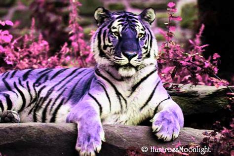 Purple Tiger By Huntressmoonlight On Deviantart