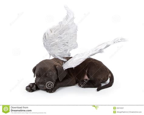 Look at pictures of puppies in los angeles who need a home. Black Labrador Mix Puppy Wearing Angel Wings Royalty Free Stock Photography - Image: 20372237