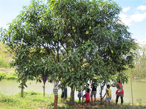 Mango trees may be propagated from seed but the named varieties are usually propagated by while india is the world's top producer of mangoes producing more than half of the world's mango output. Kleyns In The Philippines: * Gabaldon Weekend: (1) A Trip ...