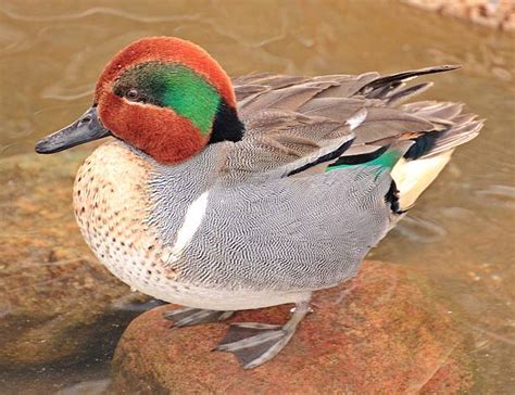 Royalty Free Green Winged Teal Duck Pictures Images And