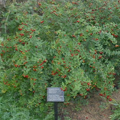The barbados cherry tree can reach as high as 15 feet but is typically 8 to 10 feet tall. Barbados Cherry | AustinTexas.gov
