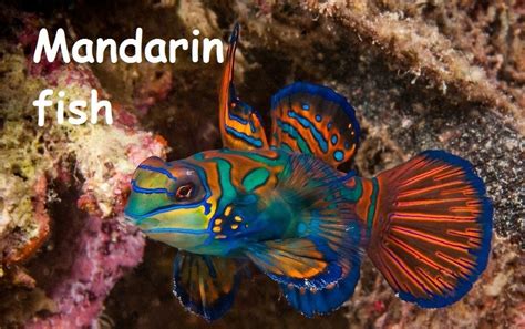 Top 10 Most Beautiful Aquarium Fish In The World