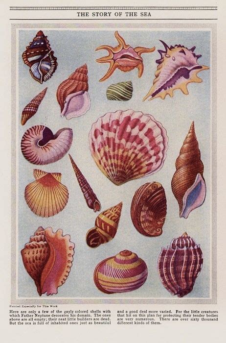 Sea Shell Poster Mermaid Poster Art Collage Wall Poster Wall Art
