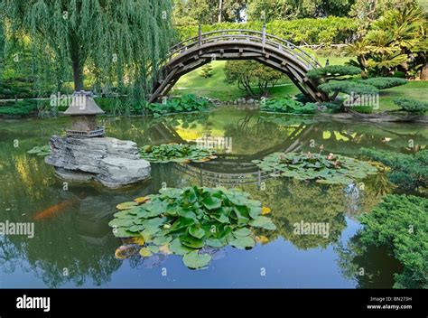 Japanese Garden With Moon Bridge And Lotus Pond With Koi Fish Stock