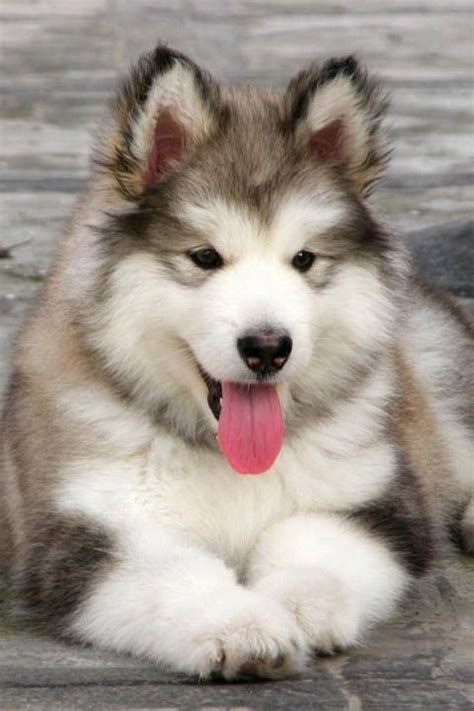Siberian husky information including personality, history, grooming, pictures, videos, and the akc the siberian husky, a thickly coated, compact sled dog of medium size and great endurance, was. happiest dog | Cute animals, Cute dogs, Animals beautiful