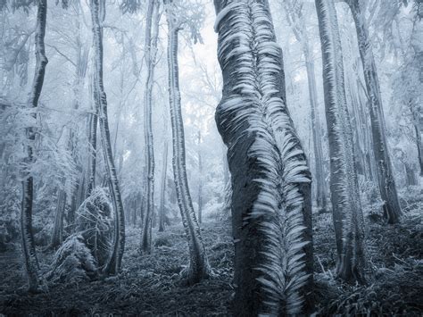 Black Tree Bark Trees Forest Frost Winter Hd Wallpaper Wallpaper