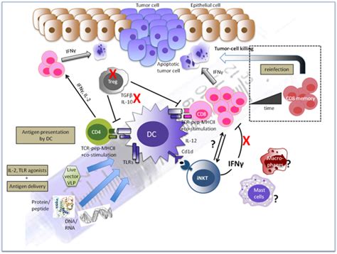 Any vaccine has rather strict conditions of storage and transportation. Cancers | Free Full-Text | New Approaches to Immunotherapy ...