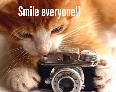 Pin By Sarah Holcombe On Pics To Keep Cats Cute Animals Cat Photography