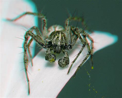 Diese wolfsspinne (alopecosa sp.) gehört zur familie der lycosidae oder auch wolfsspinnen bzw. Wolfsspinne Foto & Bild | spezial, natur, macro Bilder auf ...