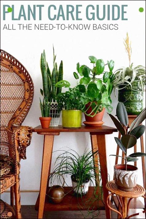 All The Indoor Plant Care Basics In One Complete Guide Easy To Follow